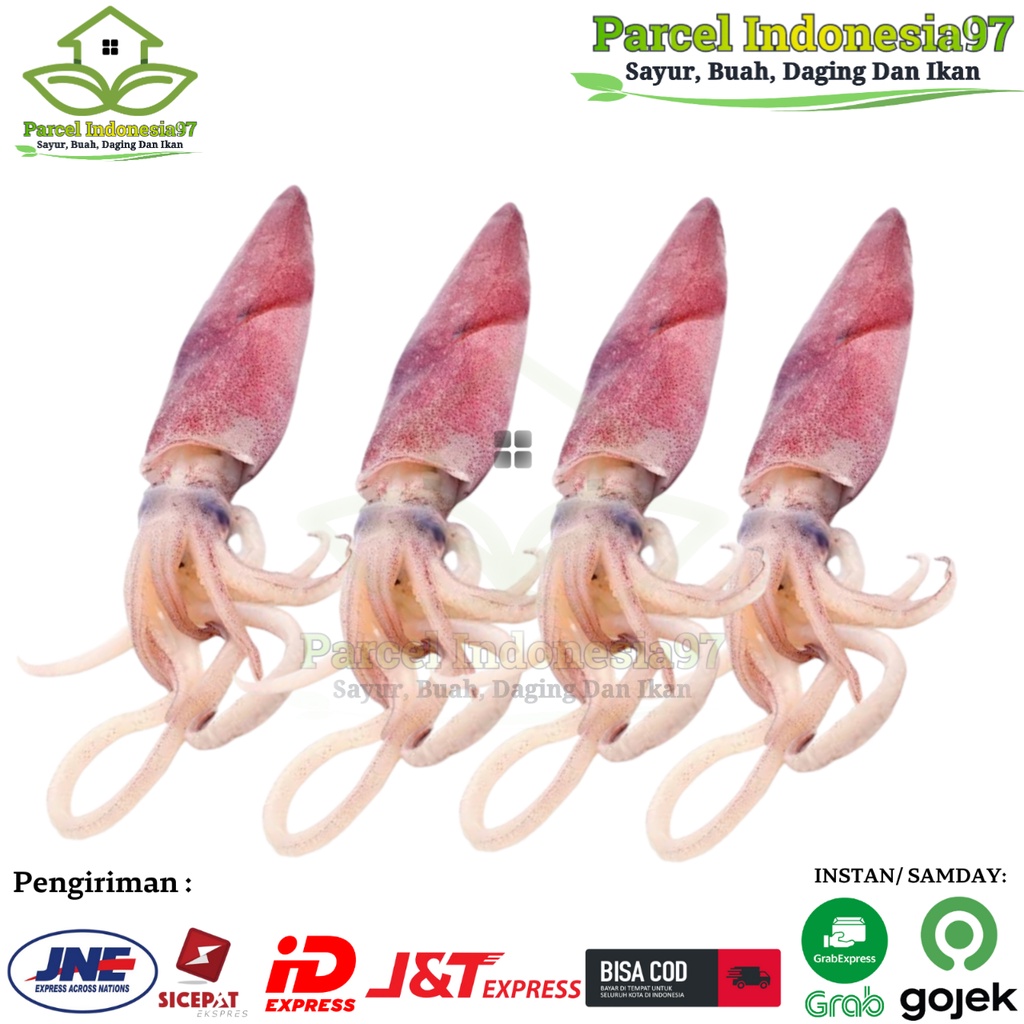 

Cumi Basah Ukuran Sedang Daging Segar Bandung