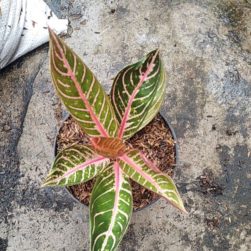 aglonema red sumatra mutasi