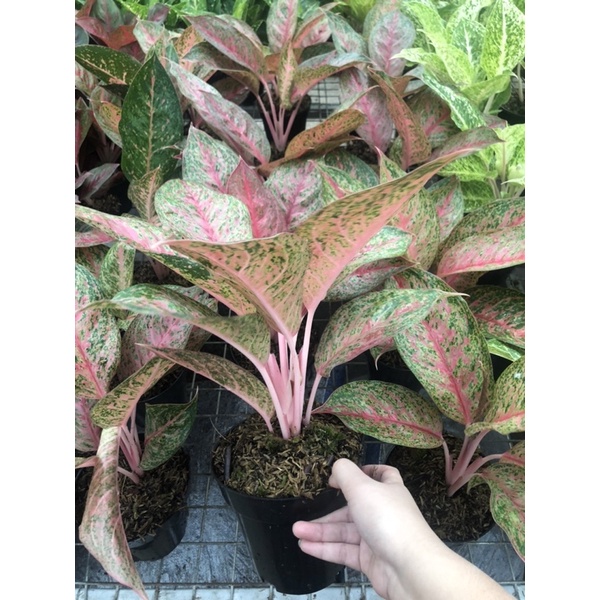Aglaonema sexylia