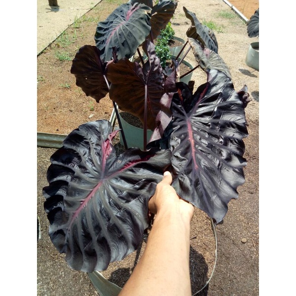 (Ukuran Besar) Colocasia Black Lava Ori Import