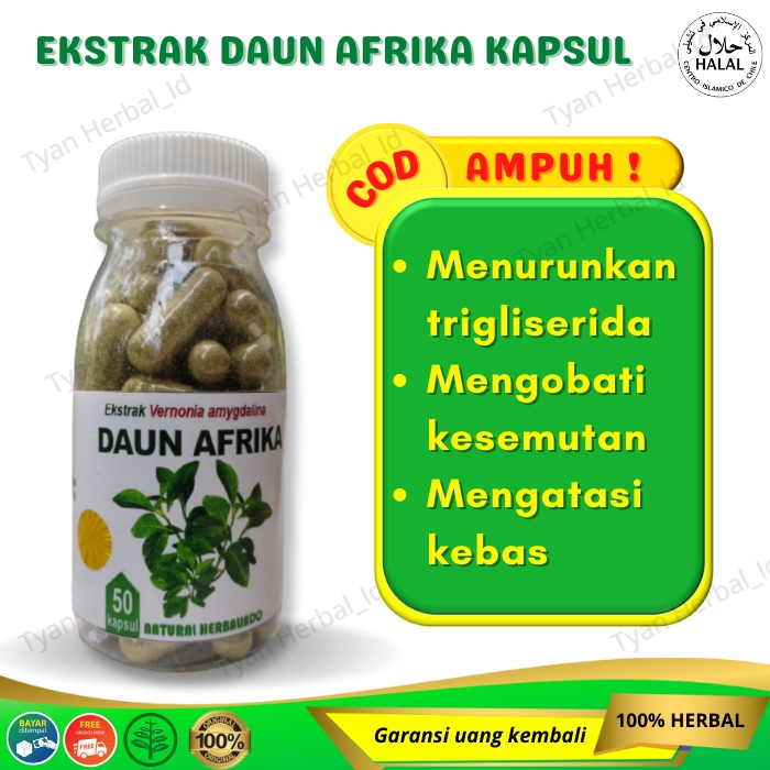 Daun afrika isi 50 kapsul herbal stroke obat strok jamu kolesterol hipertensi kebas kesemutan mati r