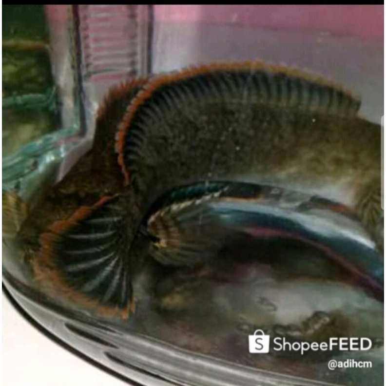 hiasan aquarium aquascape Channa limbata wc size15cm rim tebel