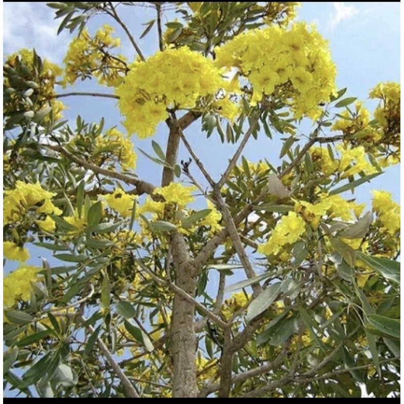 Tanaman Hias Tabebuya Kuning // Tabebuya Bunga Kuning