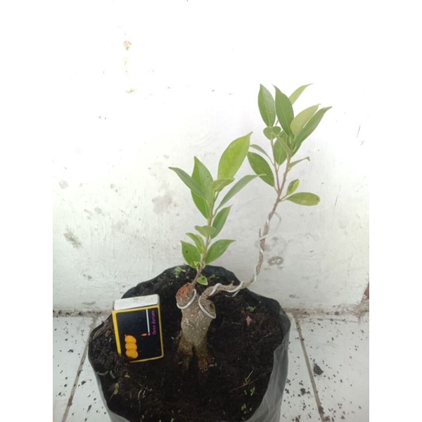 BONSAI KIMENG PROGRAM AKAR MAME