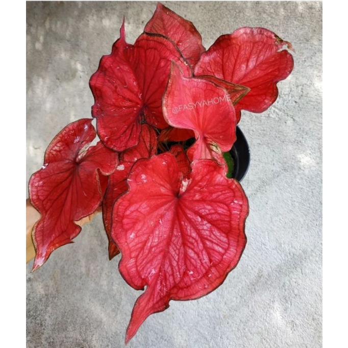 Tanaman Hias Keladi Jaguar Merah | Anakan Keladi Red Jaguar Merah