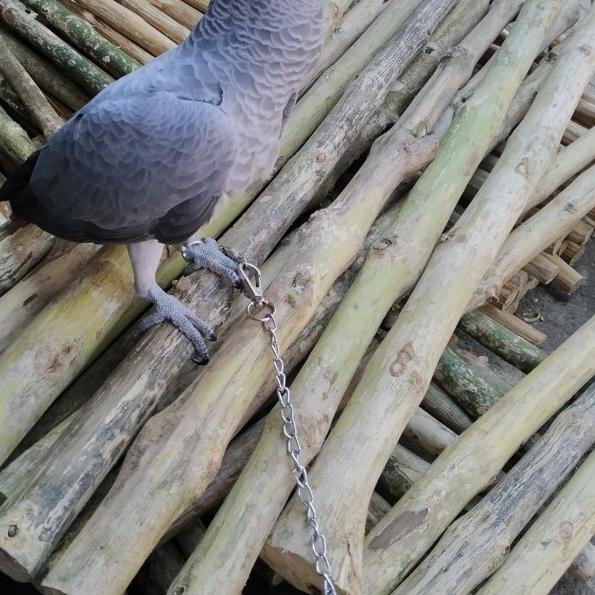 Tangkringan kayu kopi / tangkringan macaw