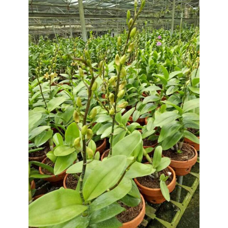 PROMO!!! TANAMAN HIAS ANGGREK DENDROBIUM Sudah Spike-Knop