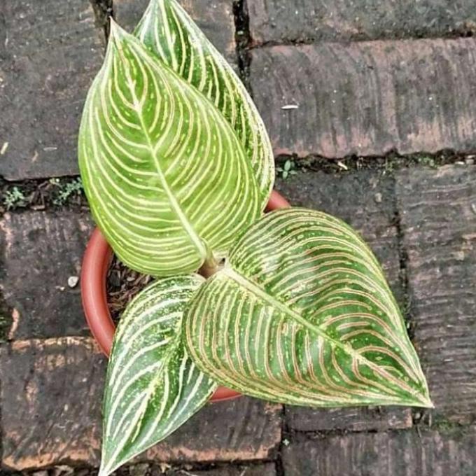 baby aglonema golden hope/ tanaman hias aglonema golden hope