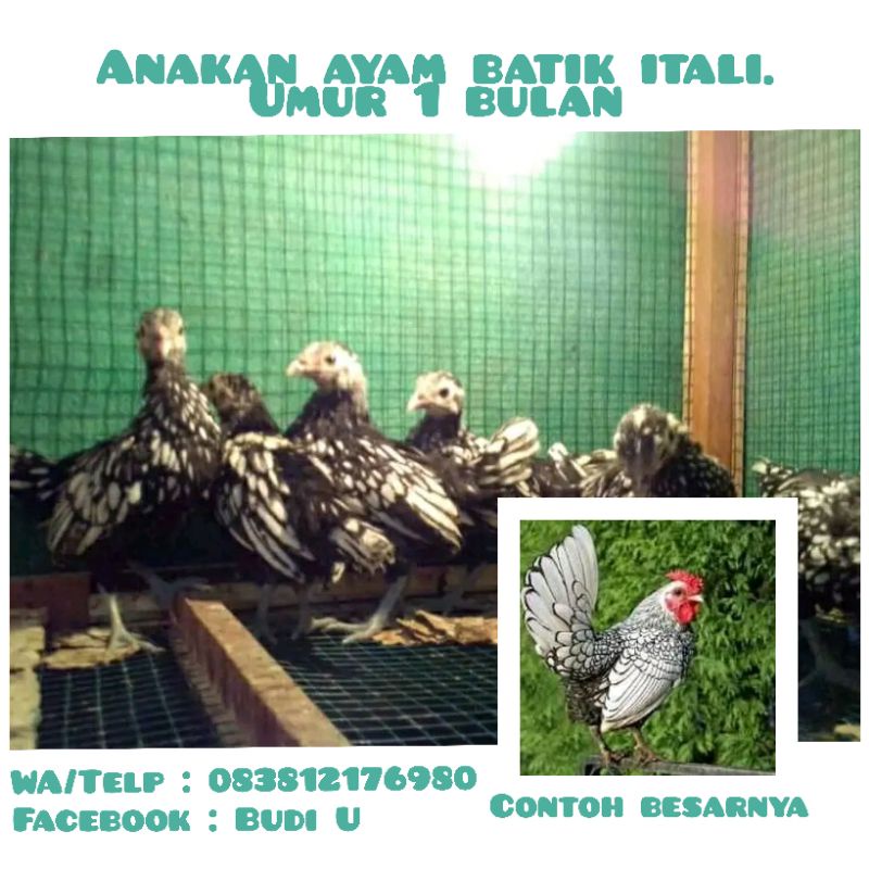 Ayam Batik Itali Anakan