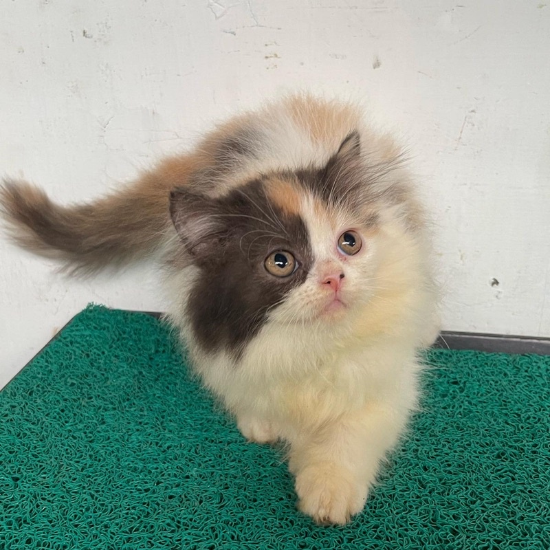 Kucing Persia Medium Corak Calico