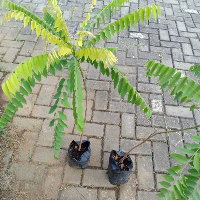 Bibit Tanaman Belimbing Wuluh / Tanaman Buah Belimbing Wuluh / Bibit EE44