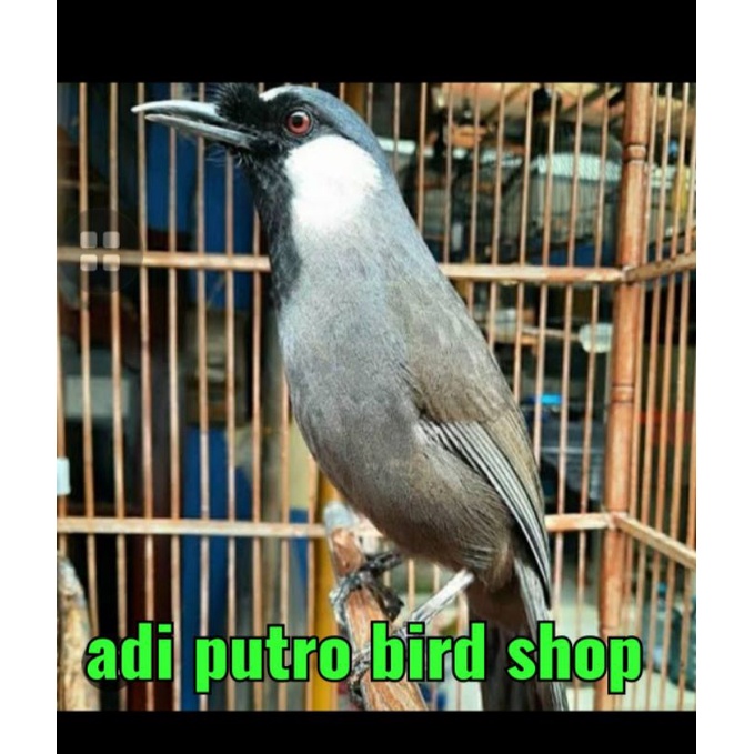 Poksay Hongkong muda rajin bunyi