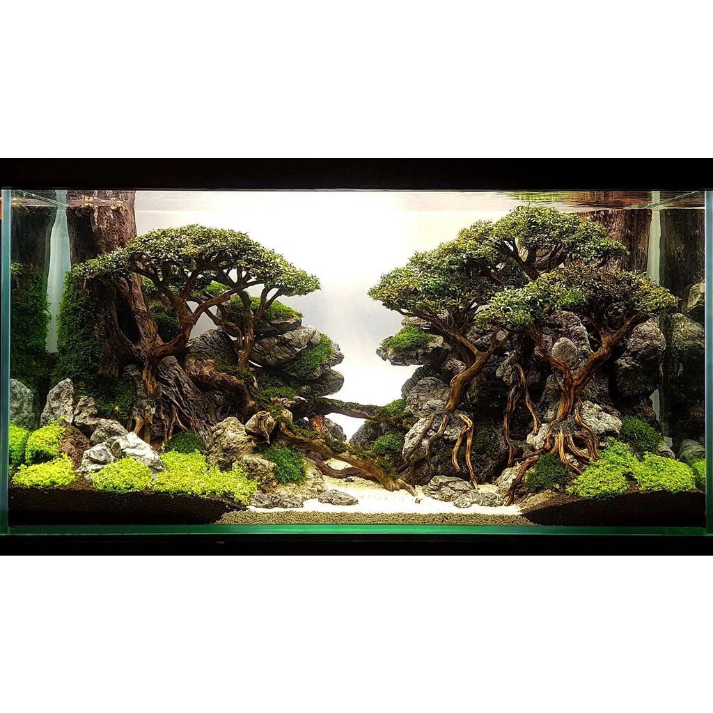 Nickz aquascape dekorasi fullset natural bonsai 100cm