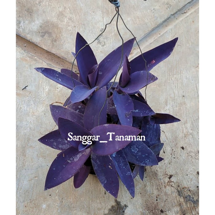 tanaman gantung adam hawa ungu / nanas ungu FF11