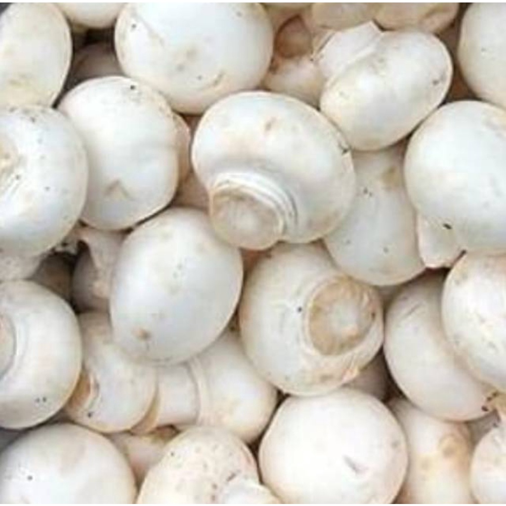 

Jamur Kancing Putih / Champignon sayur segar