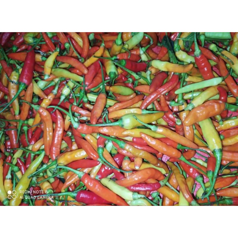 

CABE / CABAI / CABAI ASMORO 250gr