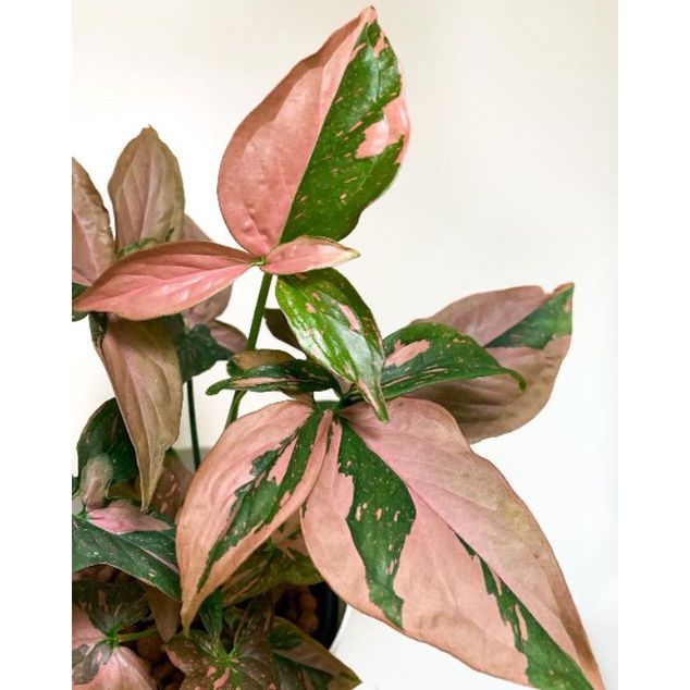 syngonium pinksplash - syngonium pink splash - tanaman hias syngonium - syngonium