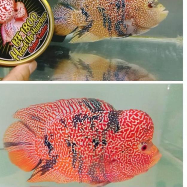 PELET BF1800 & BF800 STRONG COLOR BIG HEAD PAKAN LOHAN LOUHAN TERBAIK - BF800, Mini