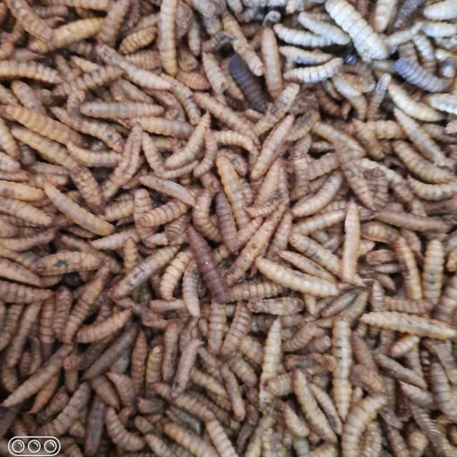 maggot bsf kering 1kg / manggot oven / manggot bsf