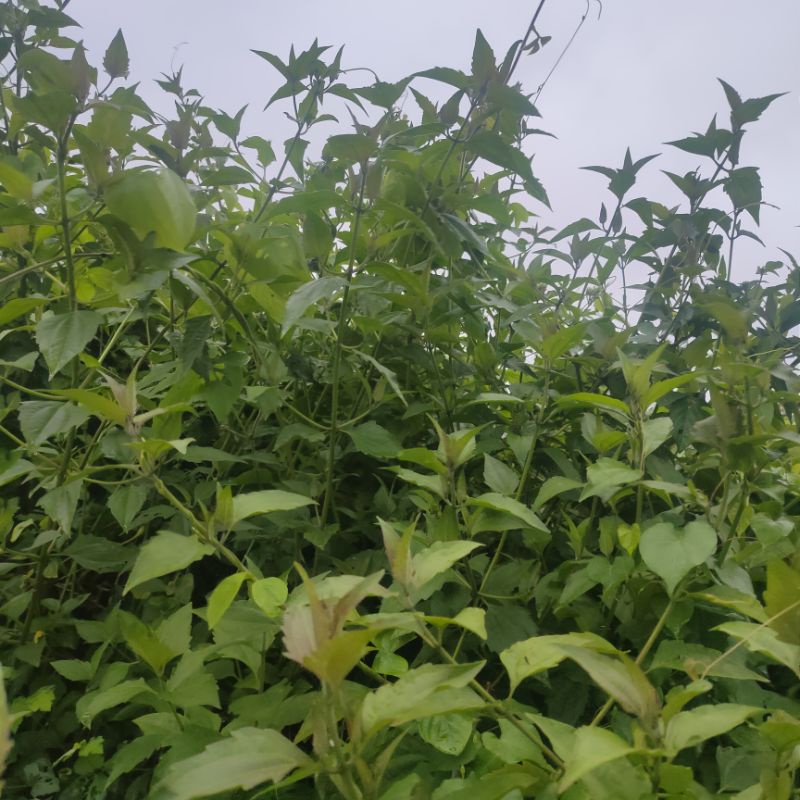 

Daun kirinyuh segar// daun balakacida fresh 100 per helai