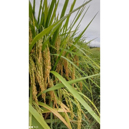 Benih padi unggul cibatu 05  kualitas top 5 kg