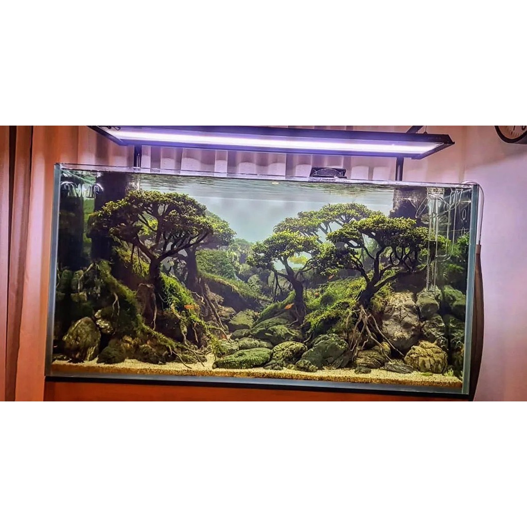 Nickz aquascape dekorasi fullset natural bonsai 90cm