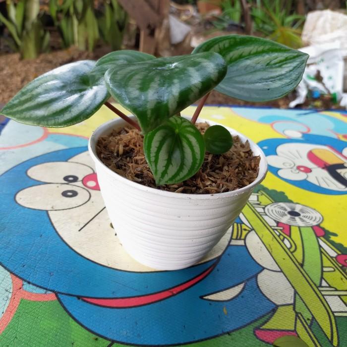 

Tanaman Hias Peperomia Water Melon + Pot Putih Tawon / Peperomia Best Seller