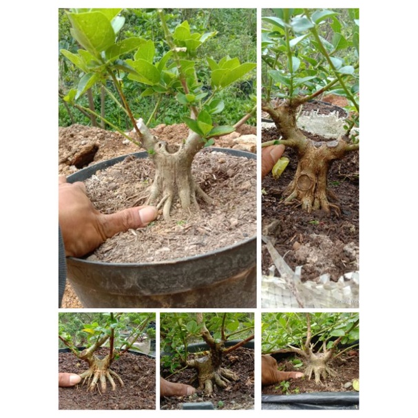 Bonsai Sancang Program Akar Muter