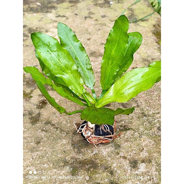 Echinodorus major marti'i media wabikusa tanaman aquascape