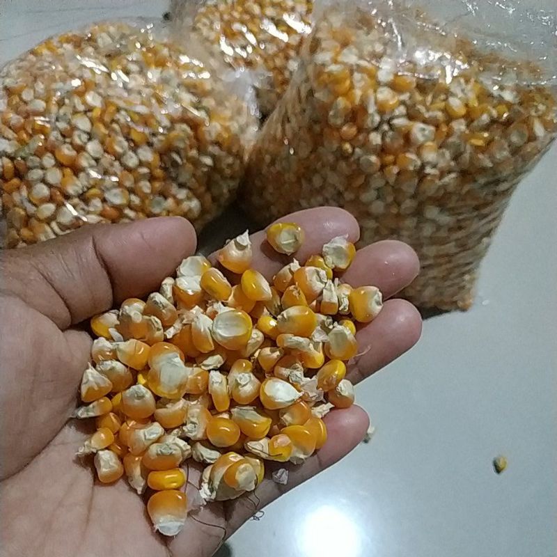 

1KG jagung pipil , jagung super