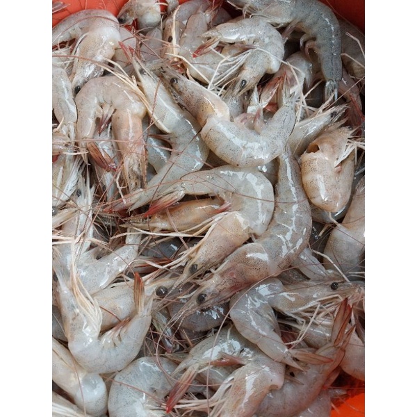 

Udang Jerbung Km (kepala patah sedikit)