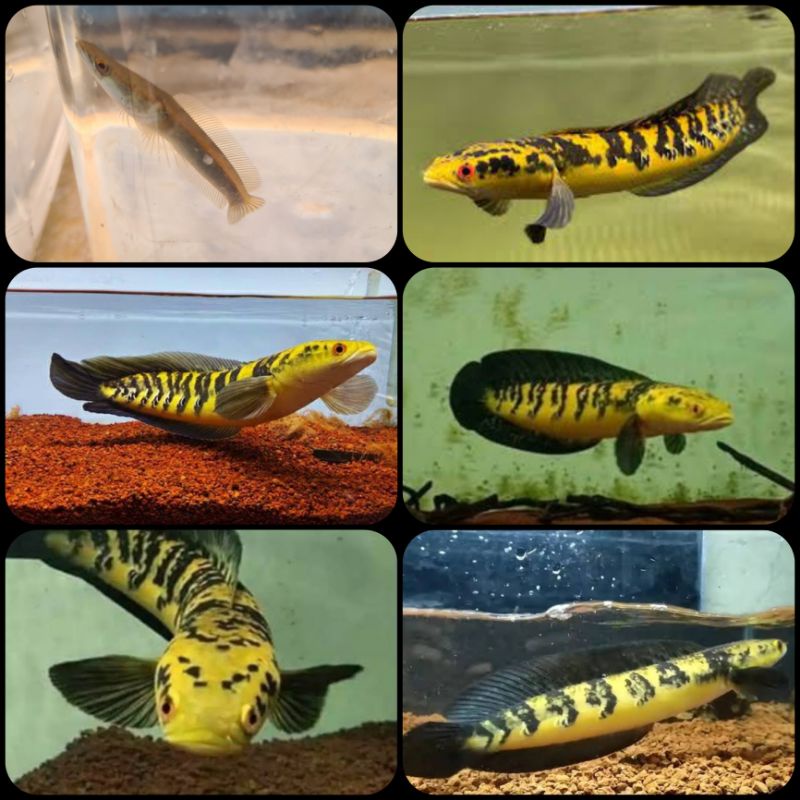 Ikan channa maru yellow sampit untuk aquarium