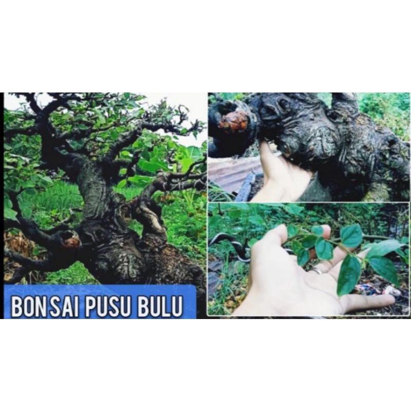 bahan bonsai Phusu bulu stek batang #bahan bonsai langka