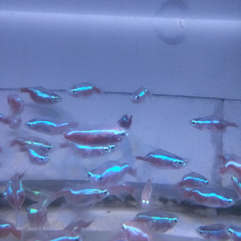 hiasan aquarium/aquascape/ikan cardinal unik