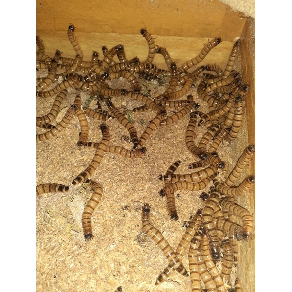 ulat jerman medan calon induk, usia 8 s/d 9 bln (paket 500 gram, +- 500 ekor)