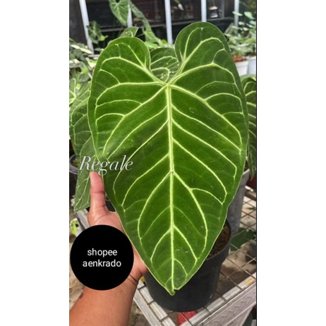 Anthuriums_regale_bigg_1pcs_original_item