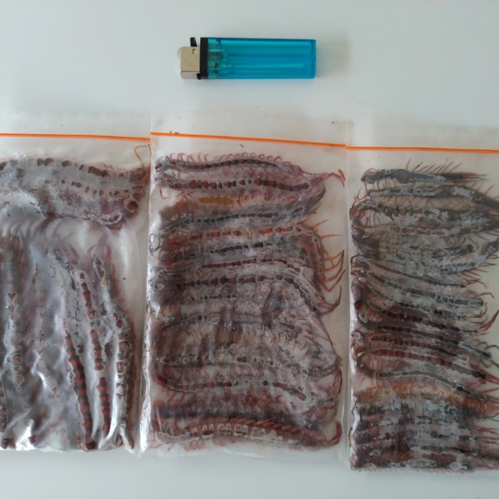 kelabang beku lipan beku pakan ikan arwana