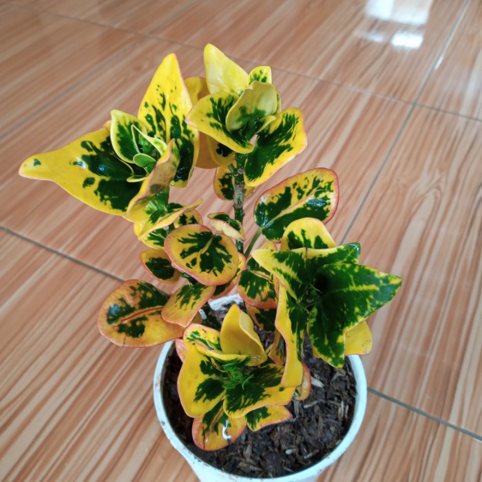 TANAMAN PURING APEL MAWAR FF11