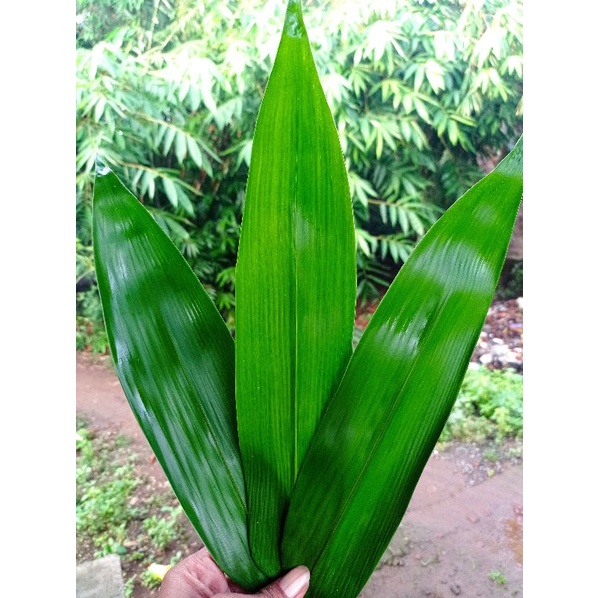 

DAUN BAMBU SEGAR 100 LEMBAR