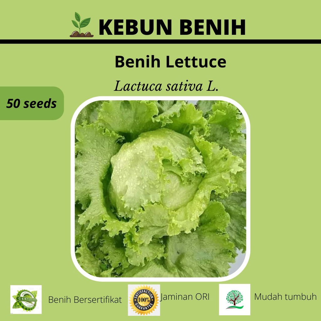 50 Benih Lettuce/ Selada HEAD KANITA F1/ Selada Kepala/ Selada Krop Kualitas Unggul