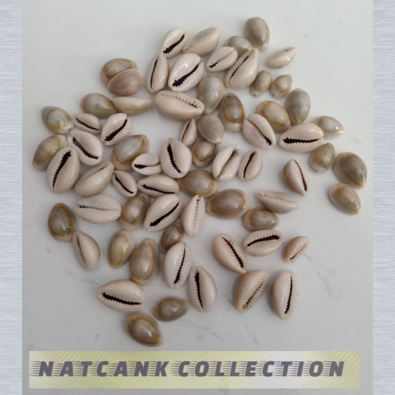 Kuwuk Kerang laut buat Congklak atau mainan bola bekel 100 gram