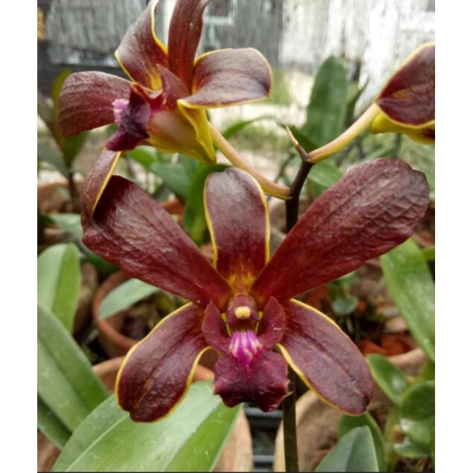 Dendrobium Bertachong