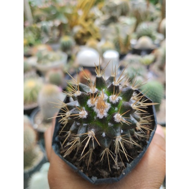 Kaktus Mammilaria  Nivosa Kecil / Kaktus salak coklat