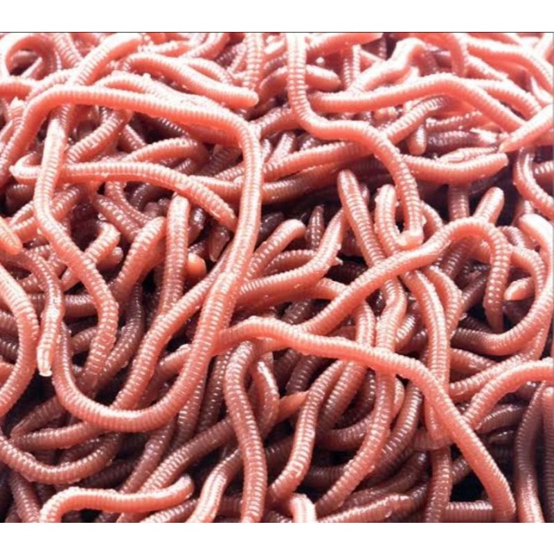 cacing merah/cacing anc