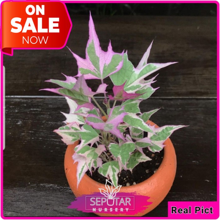 (BISA COD) tanaman ubi ungu - tanaman hias ubi ungu