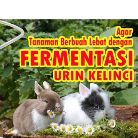 urine kelinci fermentasi
