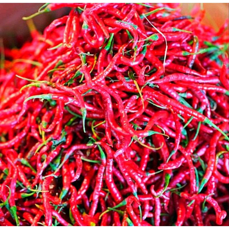 

CABE MERAH KERITING SEGAR 250 GRAM FRESH