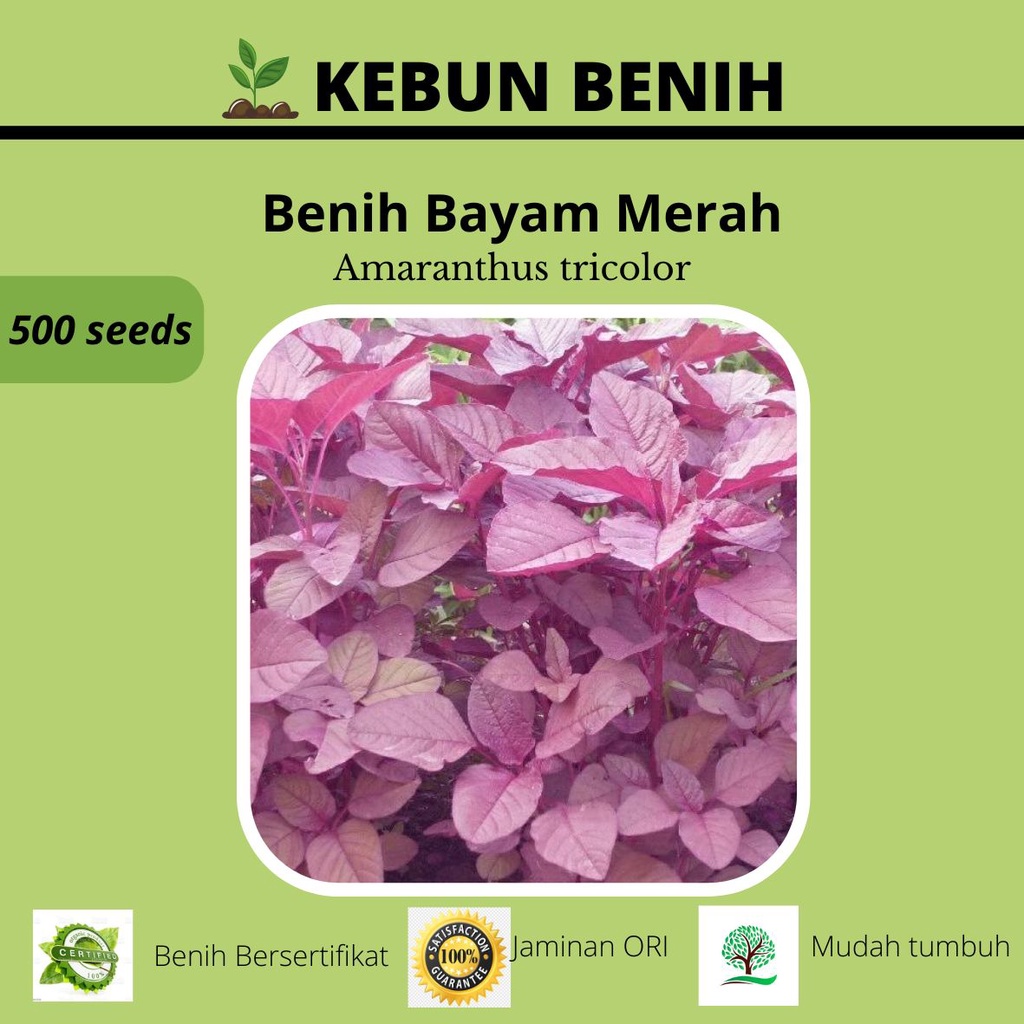 500 Benih Tanaman Bayam Merah/ Benih Bayam Merah Red Kualitas Unggul