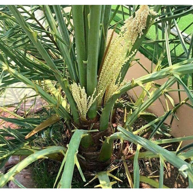 #Ter#Laris# Bibit Kurma Kultur Jaringan / Pohon Kurma &* valid