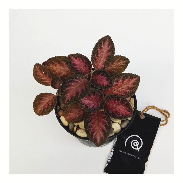 Episcia cupreata 'Strawberry Patch' - Tanaman hias bunga / houseplant EE44
